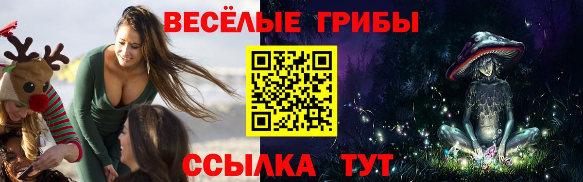 Псилоцибиновые грибы Psilocybe Томск